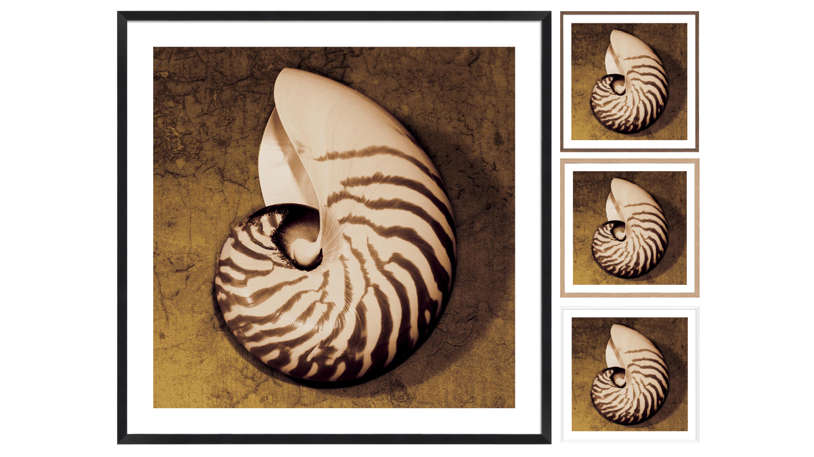 La Grolla Nautilus Frame Wall Art