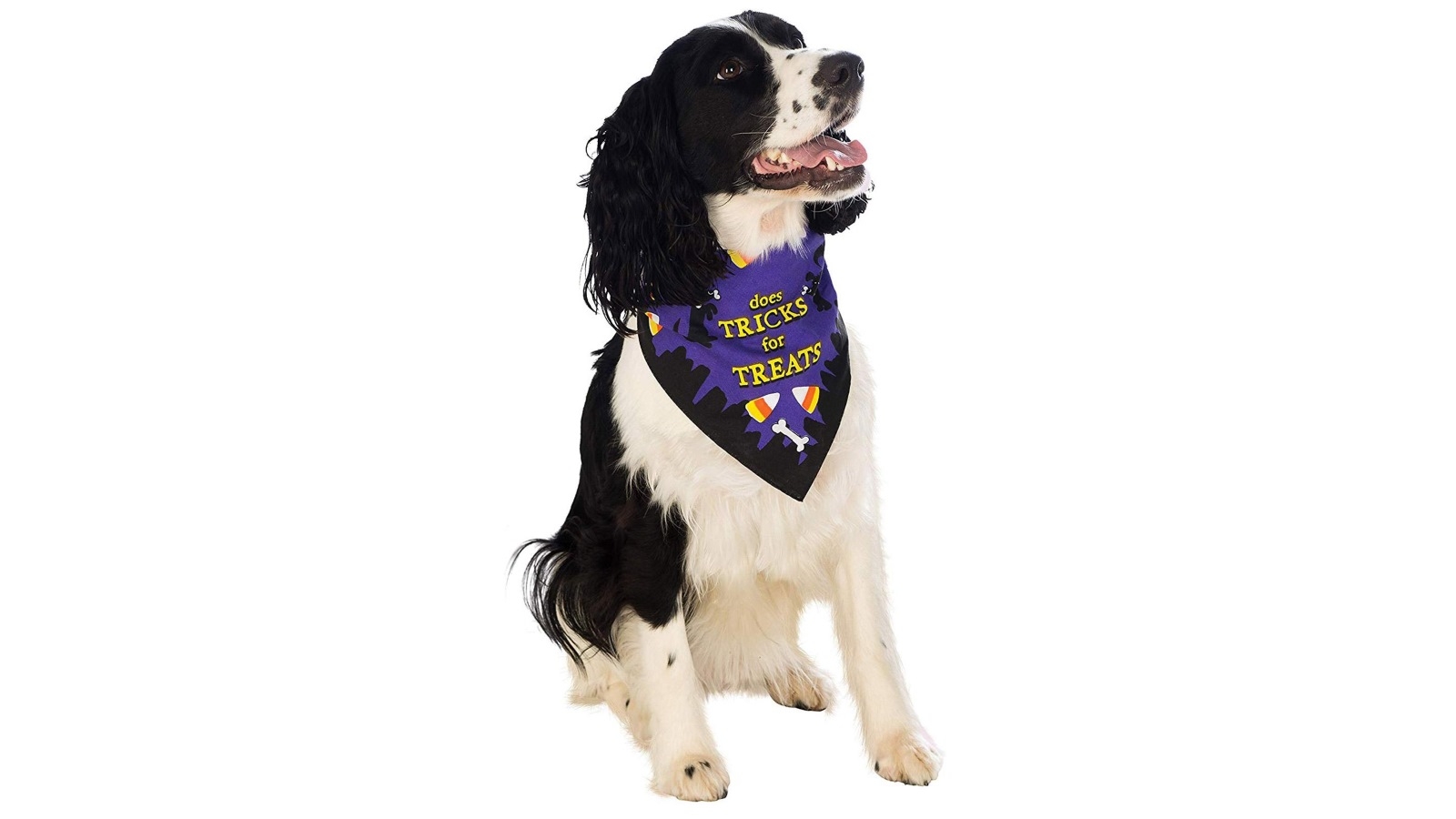 Pet Bandana Does Tricks for Treat