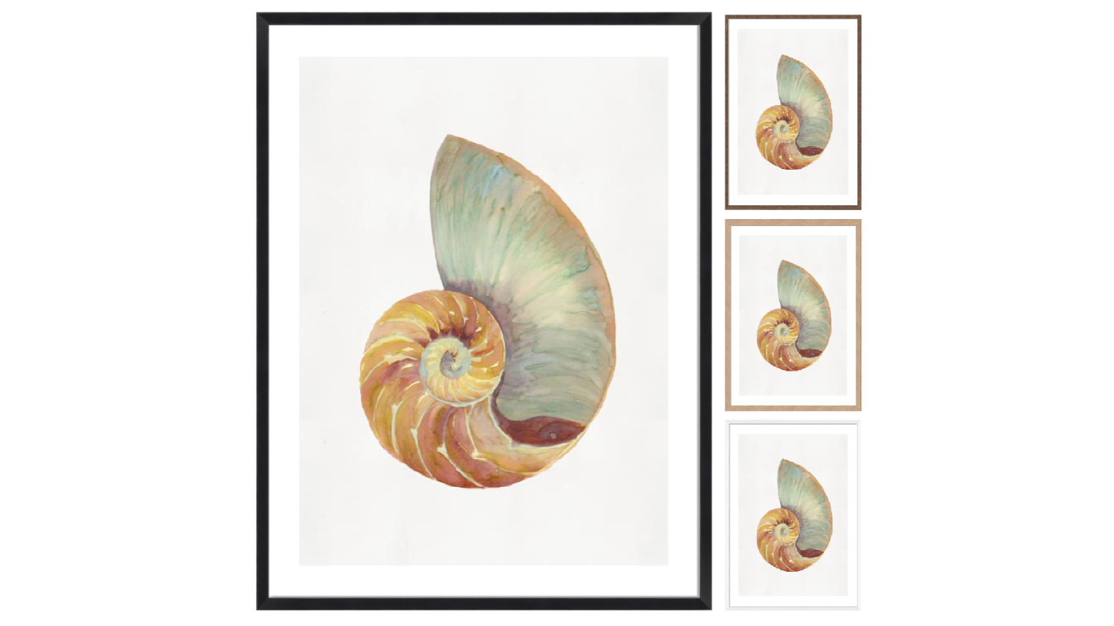 La Grolla Nautilus Shell I Frame Wall Art