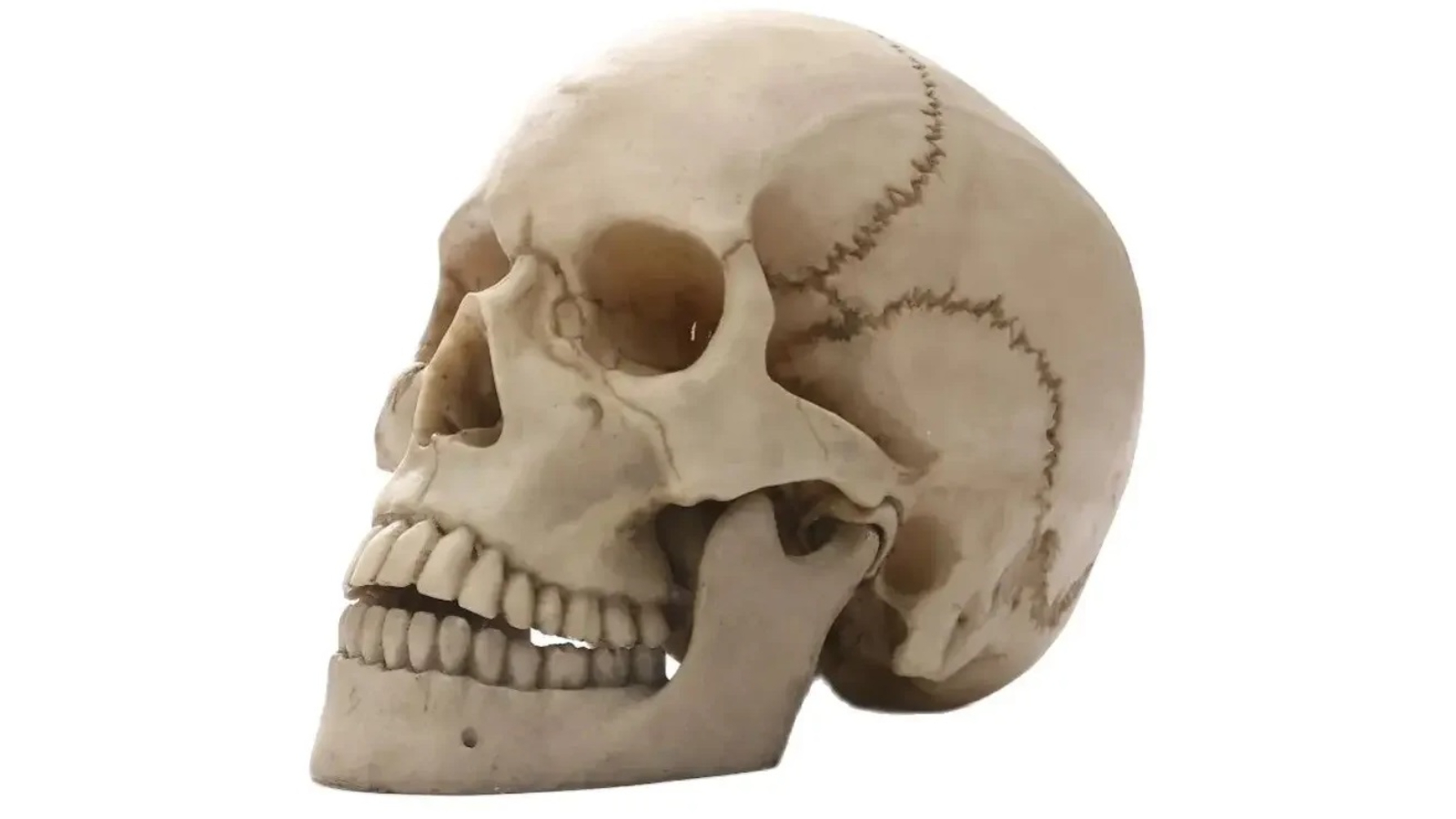 NNEOBA Human Skull Statue Home Decor and Halloween Accent