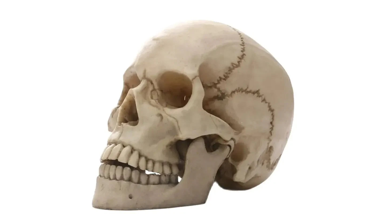 NNEOBA Home Decor and Halloween Accent Human Skull Statue