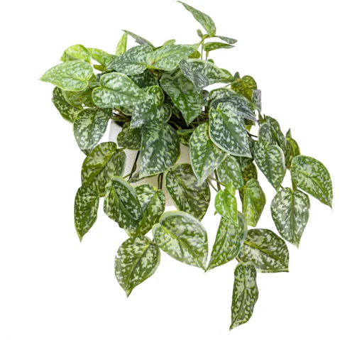 Glamorous Fusion Scindapsus Artificial Plant in Pot - 25cm