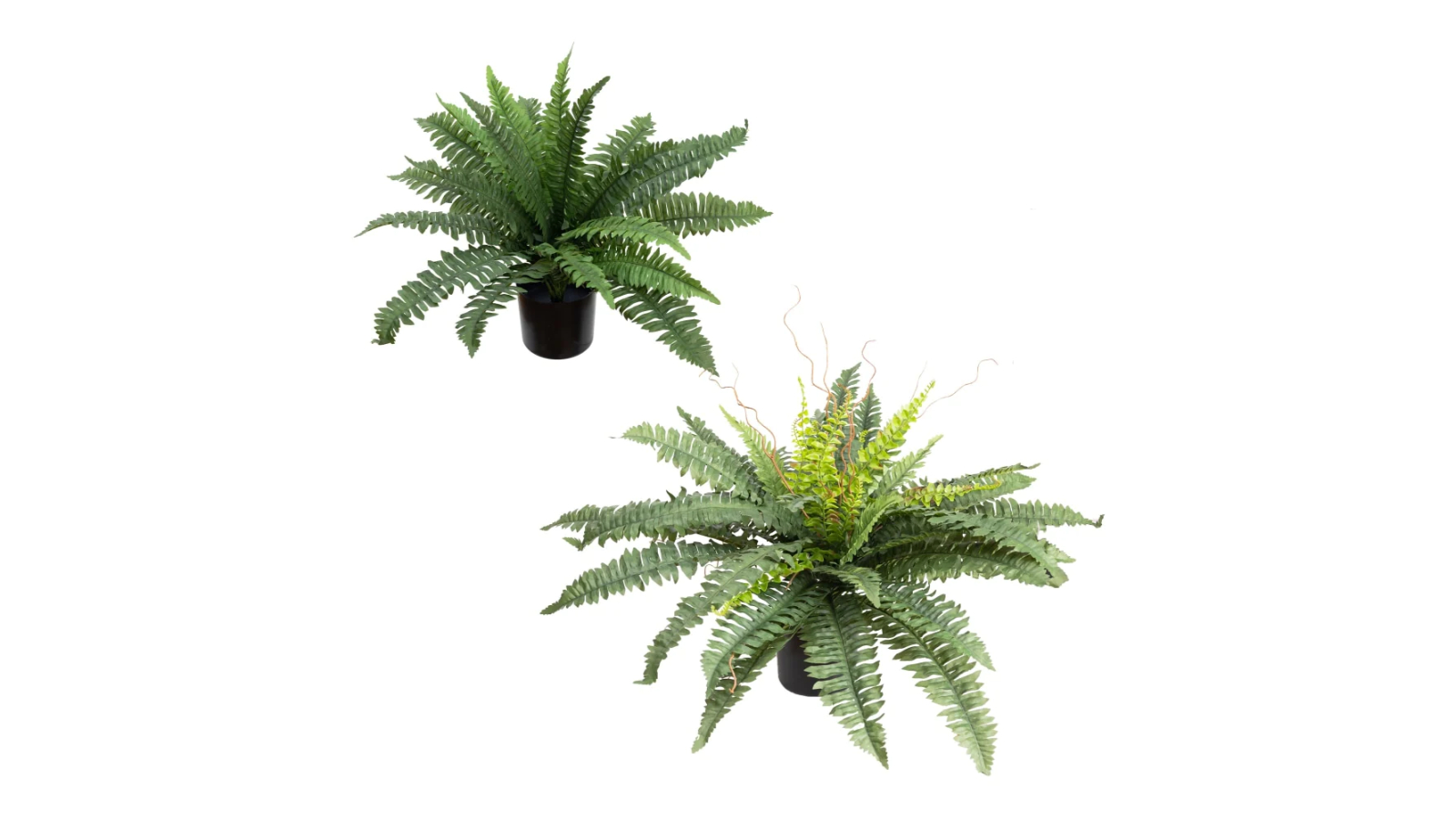 Glamorous Fusion Set of 2 Boston Fern Artificial Plant in Pot - Green
