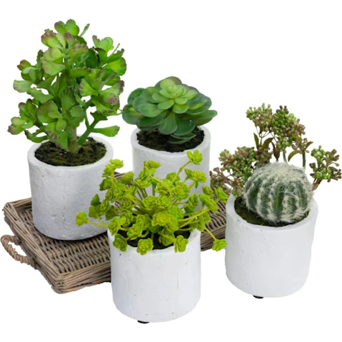 Glamorous Fusion Set of 4 Assorted Succulent Artificial Plant in Pot - Green
