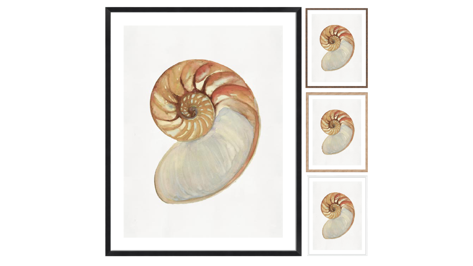 La Grolla Nautilus Shell II Frame Wall Art