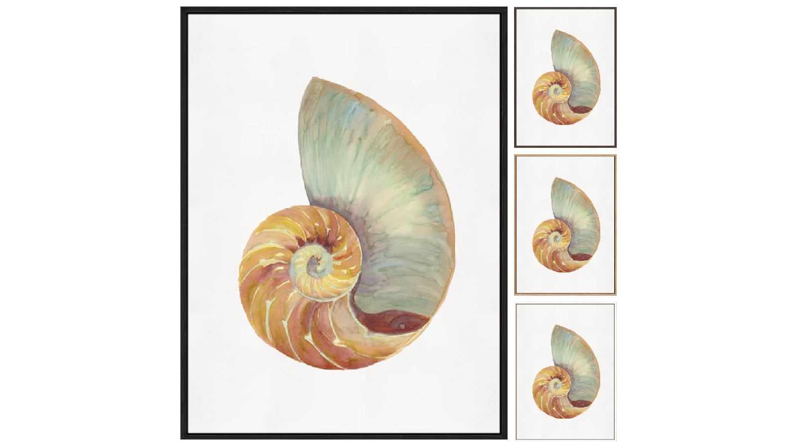La Grolla Nautilus Shell I Gallery Wall Art