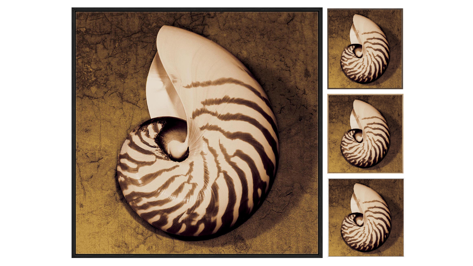 La Grolla Nautilus Gallery Wall Art