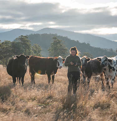 Woman standing in grassy paddock using tablet surrounded by cattle with mountains in background 